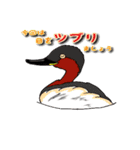 身近なにほんの野鳥～見たことあるカモ？～（個別スタンプ：3）