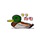 身近なにほんの野鳥～見たことあるカモ？～（個別スタンプ：6）