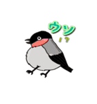 身近なにほんの野鳥～見たことあるカモ？～（個別スタンプ：7）