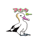 身近なにほんの野鳥～見たことあるカモ？～（個別スタンプ：9）