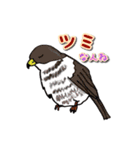 身近なにほんの野鳥～見たことあるカモ？～（個別スタンプ：10）