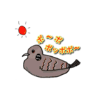 身近なにほんの野鳥～見たことあるカモ？～（個別スタンプ：12）