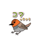 身近なにほんの野鳥～見たことあるカモ？～（個別スタンプ：13）