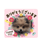 祝 ポメラニアン（個別スタンプ：7）