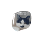 ねこたんさんオリジナルスタンプ（個別スタンプ：1）
