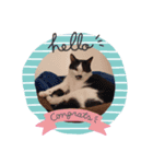 ねこたんさんオリジナルスタンプ（個別スタンプ：4）