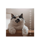 ねこたんさんオリジナルスタンプ（個別スタンプ：5）