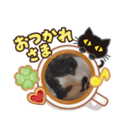 ねこたんさんオリジナルスタンプ（個別スタンプ：6）
