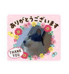 ねこたんさんオリジナルスタンプ（個別スタンプ：8）