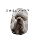 甘えん坊トイプードルのマロン（個別スタンプ：2）