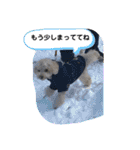 甘えん坊トイプードルのマロン（個別スタンプ：10）
