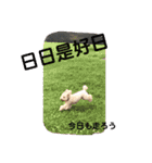 甘えん坊トイプードルのマロン（個別スタンプ：14）