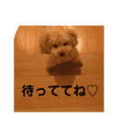 甘えん坊トイプードルのマロン（個別スタンプ：22）