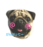 はなちゃんなの（個別スタンプ：1）