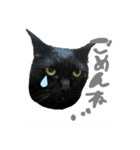 黒猫のむうた2（個別スタンプ：1）