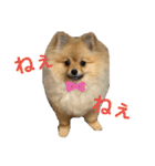 ポメラニアンのイクラちゃんスタンプ2（個別スタンプ：1）