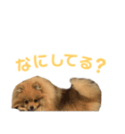ポメラニアンのイクラちゃんスタンプ2（個別スタンプ：3）