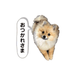 ポメラニアンのイクラちゃんスタンプ2（個別スタンプ：10）