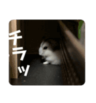 プリンの自己中心スタンプ（個別スタンプ：3）