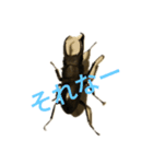 クワガタの一週間（個別スタンプ：3）