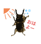 クワガタの一週間（個別スタンプ：4）