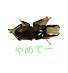クワガタの一週間（個別スタンプ：6）