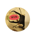 クワガタの一週間（個別スタンプ：7）