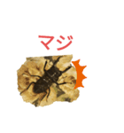 クワガタの一週間（個別スタンプ：16）