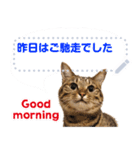 MESSAGE CAT STICKERS（個別スタンプ：1）