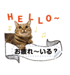 MESSAGE CAT STICKERS（個別スタンプ：2）