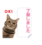 MESSAGE CAT STICKERS（個別スタンプ：3）