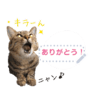 MESSAGE CAT STICKERS（個別スタンプ：5）