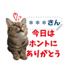 MESSAGE CAT STICKERS（個別スタンプ：7）