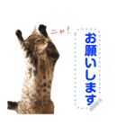 MESSAGE CAT STICKERS（個別スタンプ：10）