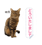 MESSAGE CAT STICKERS（個別スタンプ：11）