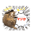 MESSAGE CAT STICKERS（個別スタンプ：13）