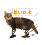 MESSAGE CAT STICKERS（個別スタンプ：14）