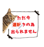 MESSAGE CAT STICKERS（個別スタンプ：15）