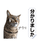 MESSAGE CAT STICKERS（個別スタンプ：18）