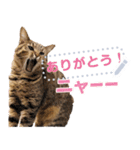 MESSAGE CAT STICKERS（個別スタンプ：19）