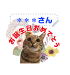 MESSAGE CAT STICKERS（個別スタンプ：20）