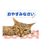 MESSAGE CAT STICKERS（個別スタンプ：22）