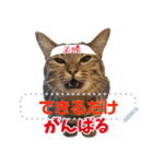 MESSAGE CAT STICKERS（個別スタンプ：24）