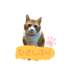 ねこねこ実用的すたんぷ（個別スタンプ：1）
