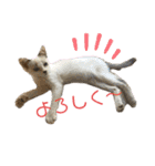 ねこねこ実用的すたんぷ（個別スタンプ：2）