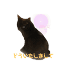 ねこねこ実用的すたんぷ（個別スタンプ：3）