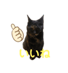 ねこねこ実用的すたんぷ（個別スタンプ：5）