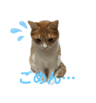 ねこねこ実用的すたんぷ（個別スタンプ：6）