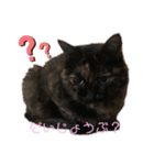 ねこねこ実用的すたんぷ（個別スタンプ：7）