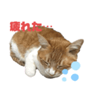 ねこねこ実用的すたんぷ（個別スタンプ：8）